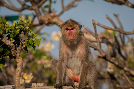 Monkey alone in the middle city Cheerfulnessの写真素材
