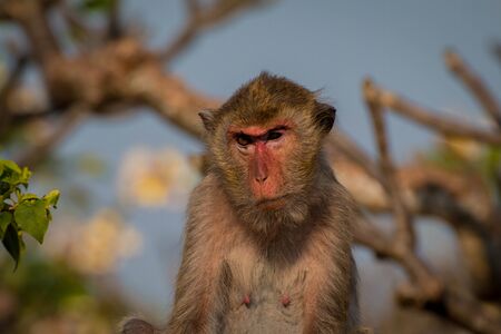 Monkey alone in the middle city Cheerfulnessの写真素材