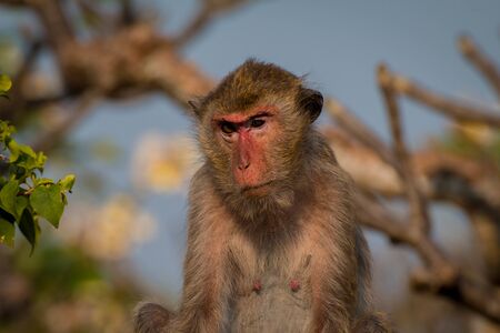Monkey alone in the middle city Cheerfulnessの写真素材