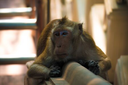 Monkey alone in the middle city Cheerfulnessの写真素材