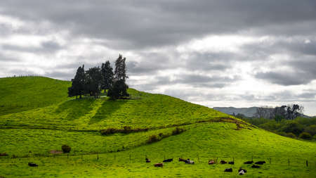 green field