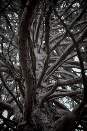 king of limb