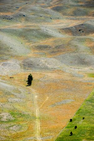 lonely treeの写真素材