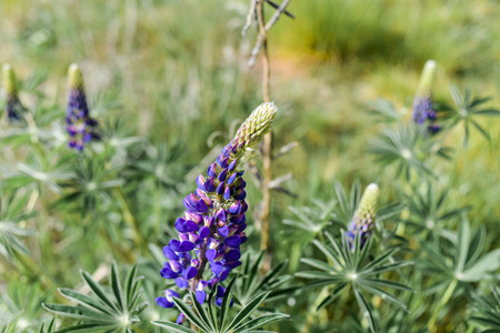 blue flowerの写真素材