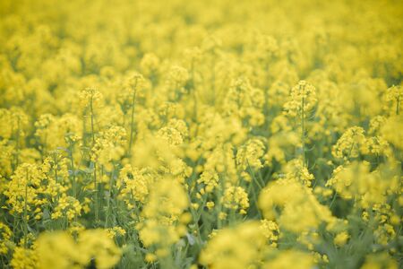 yellow flower