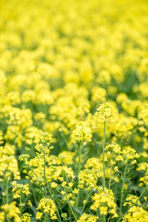 yellow flowerの写真素材