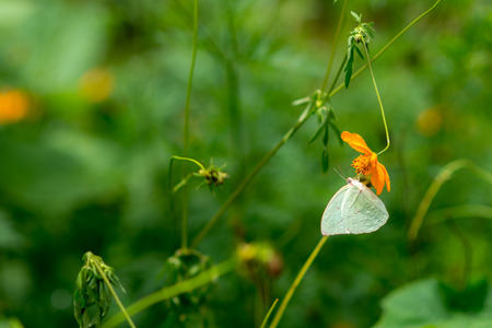 butterfly on flowerの写真素材