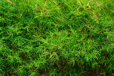 green bushの写真素材