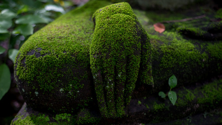 green moss on Buddha handの写真素材