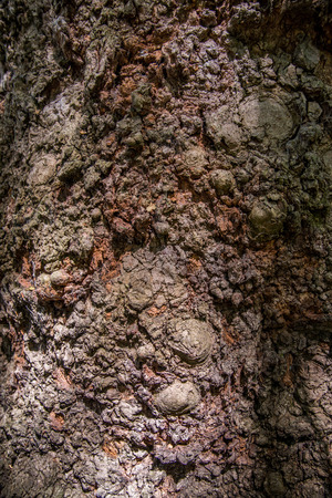 gnarl bark wood textureの写真素材