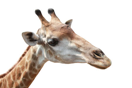 giraffe for di-cutの写真素材