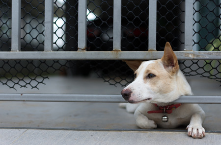 Lost dog behind a fence.