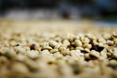 Red berries coffee bean process in factory.の写真素材