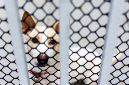 Lost dog behind a fence.の写真素材