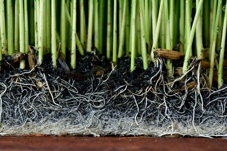Sapling planting of rice preparations.の写真素材