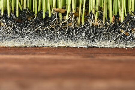 Sapling planting of rice preparations.の写真素材