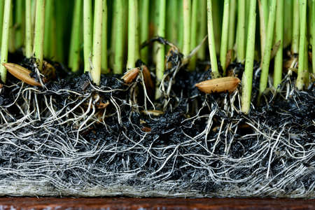 Sapling planting of rice preparations.の写真素材