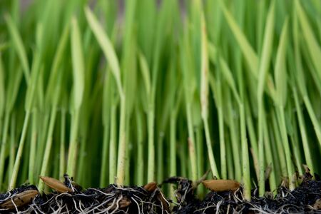 Sapling planting of rice preparations.の写真素材