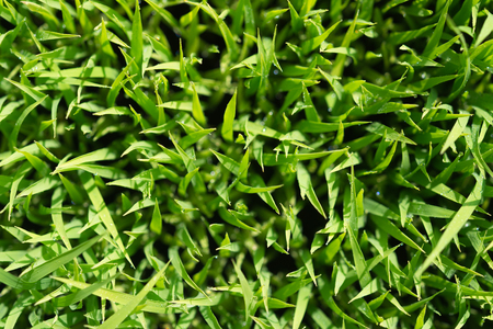 Rice. Fresh green Rice with dew drops closeup. Soft Focus. Abstract Nature Background.の写真素材