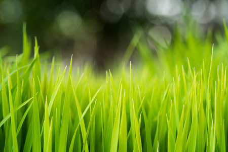 Rice. Fresh green Rice with dew drops closeup. Soft Focus. Abstract Nature Background.の写真素材