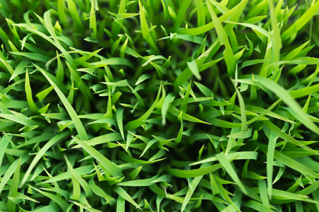 Rice. Fresh green Rice with dew drops closeup. Soft Focus. Abstract Nature Background.の写真素材