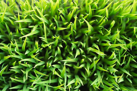 Rice. Fresh green Rice with dew drops closeup. Soft Focus. Abstract Nature Background.の写真素材