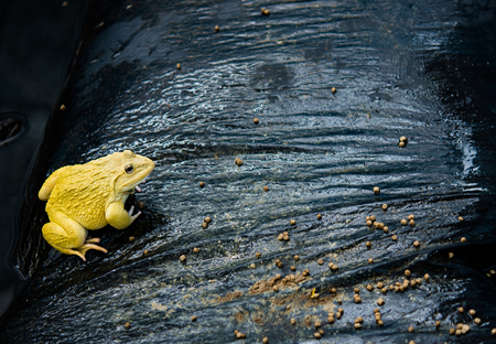 Adult yellow frogs eating food in Thailand's frog farm, Concept Closeupの写真素材