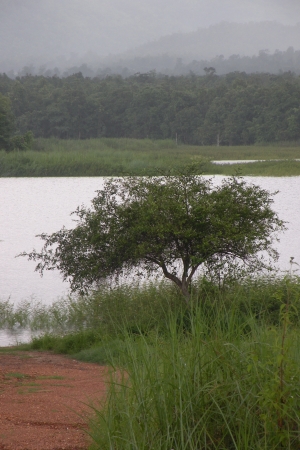 This way to swampの写真素材