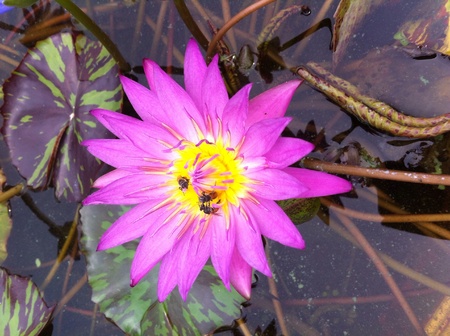 Lotus flowerの素材