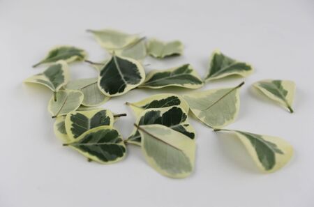 Green leaves mixed with white, put on a white background.
