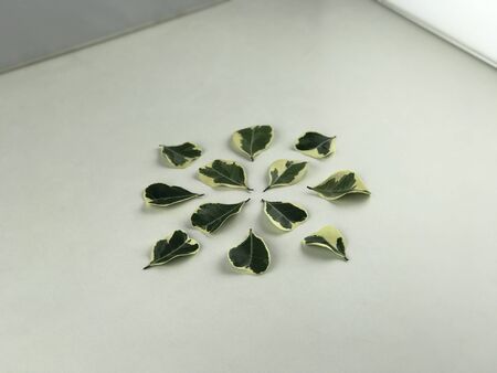 Green leaves mixed with white, put on a white background.