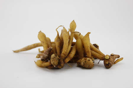 finger root isolated on the white background.の写真素材