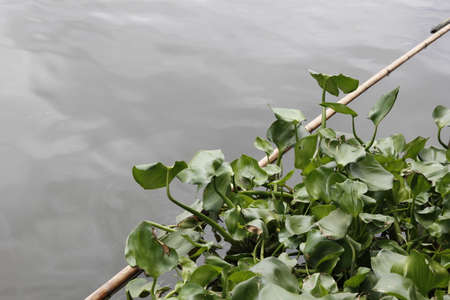 Water hyacinth floating in the canal.の写真素材