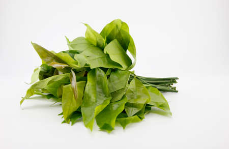 Fresh Baegu or Gnetum gnemon leaf on white background.の写真素材