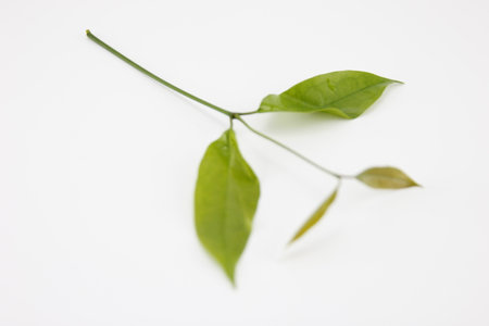 Fresh Baegu or Gnetum gnemon leaf on white background.の写真素材