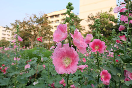 pink flower garden
