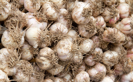 Garlic bulbs in the market. Close-up of garlic bulbs.の写真素材