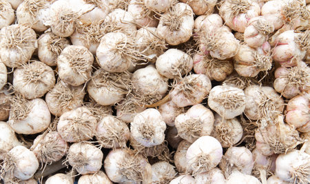 Garlic background texture. Garlic background. Garlic background. Garlic backgroundの写真素材