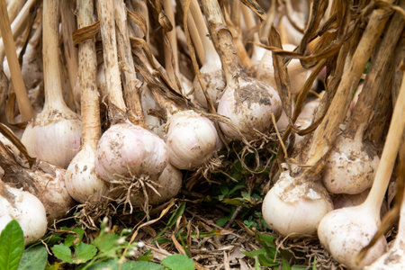 Garlic on the ground in the garden. Close-up.の写真素材