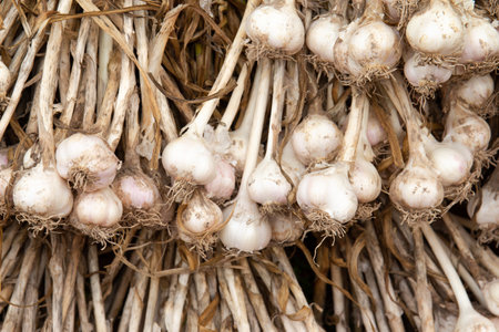 garlic in the market, close up of a bunch of garlicの写真素材