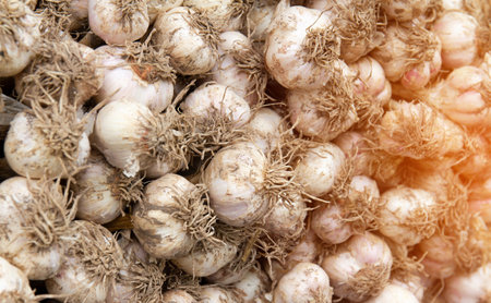 Garlic bulbs on the counter in the store, close-upの写真素材