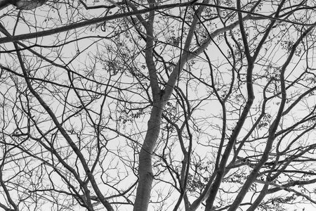 black and white tree branches against the sky, black and white photoの写真素材
