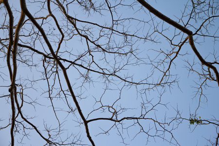 dry tree branches against the blue sky background, abstract nature background.の写真素材