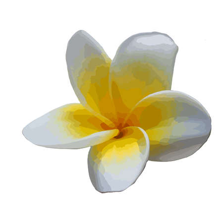 Plumeria flower vector isolated in white backgroundのイラスト素材