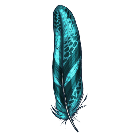 Colorful detailed green bird feather, isolated on white background, Vectorのイラスト素材