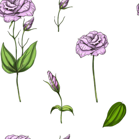 Seamless pattern with flowers of phlox isolated on white background. Vectorのイラスト素材