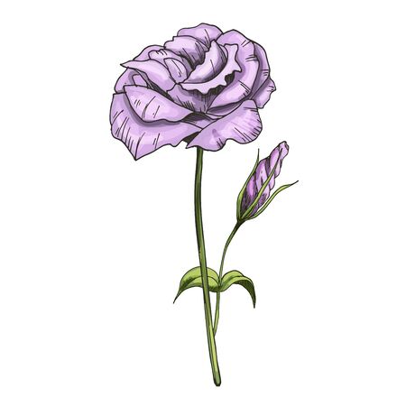 Hand drawn Eustoma garden flower isolated on white background. Botanical vectorのイラスト素材