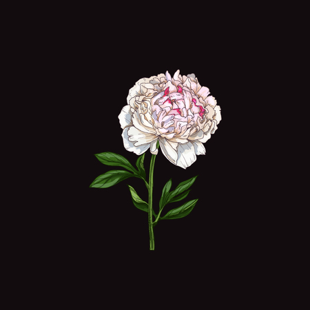 Hand drawn gently pink peony flower isolated on black Botanical vectorのイラスト素材