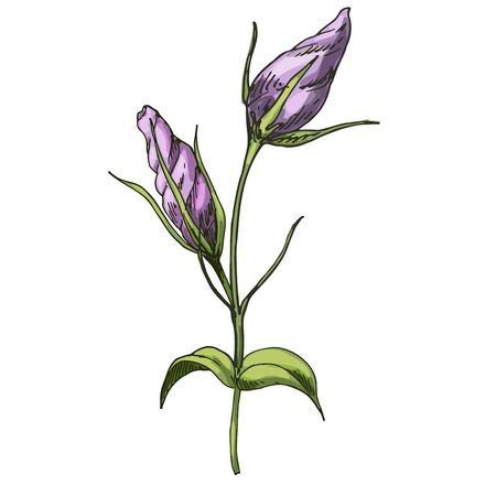 Hand drawn Eustoma garden flower isolated on white background. Botanical vectorのイラスト素材