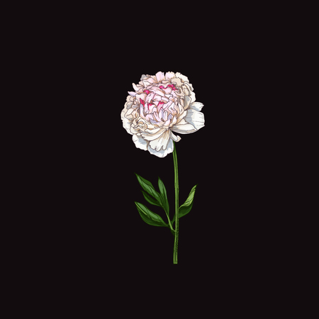Hand drawn gently pink peony flower isolated on black. Botanical vectorのイラスト素材